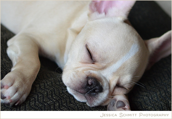 French Bulldog, Dog Photography, NYC