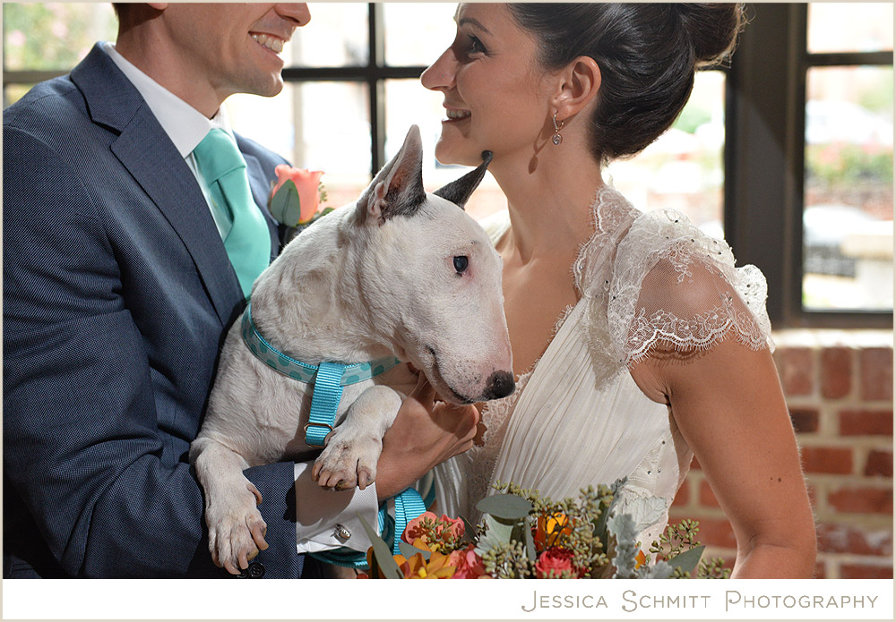 wedding dog bull terrier 