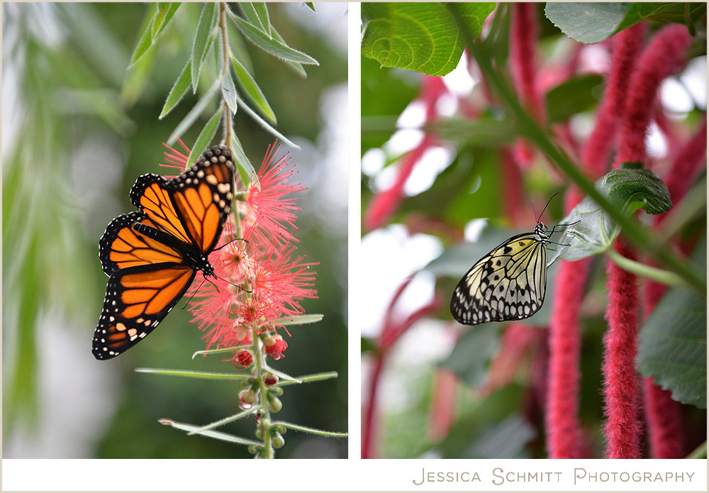 Niagara butterfly conservatory 