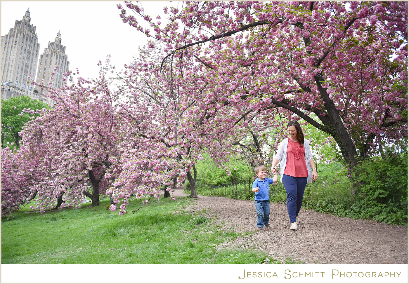cherry blossoms central park