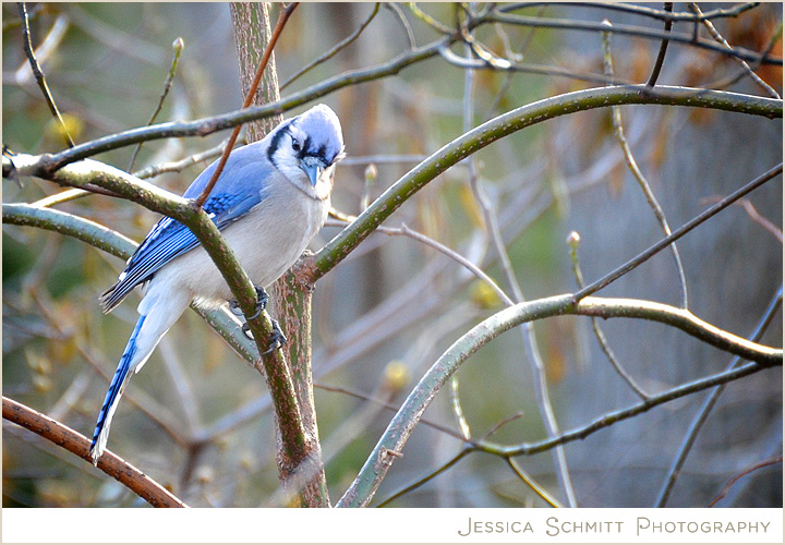 Central Park blue jay bird watching