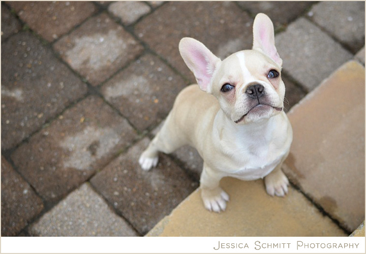 Personal Post: My Puppy, Josie, is 4 Months Old! | Jessica Schmitt ...
