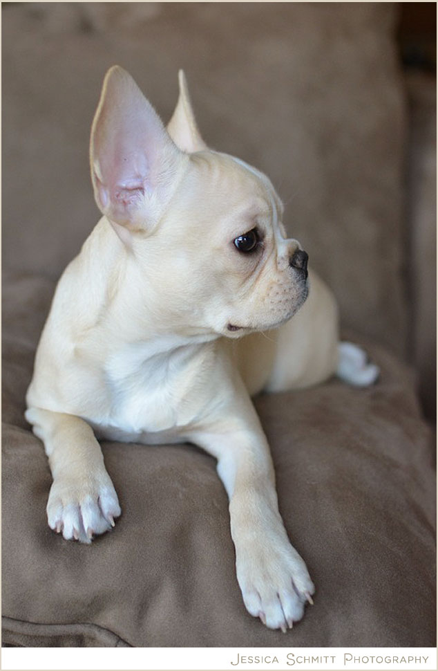 French Bulldog, Dog Photography, Puppy, NYC