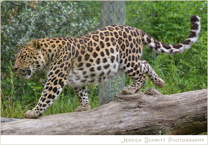 Pittsburgh Zoo Amur Leopard