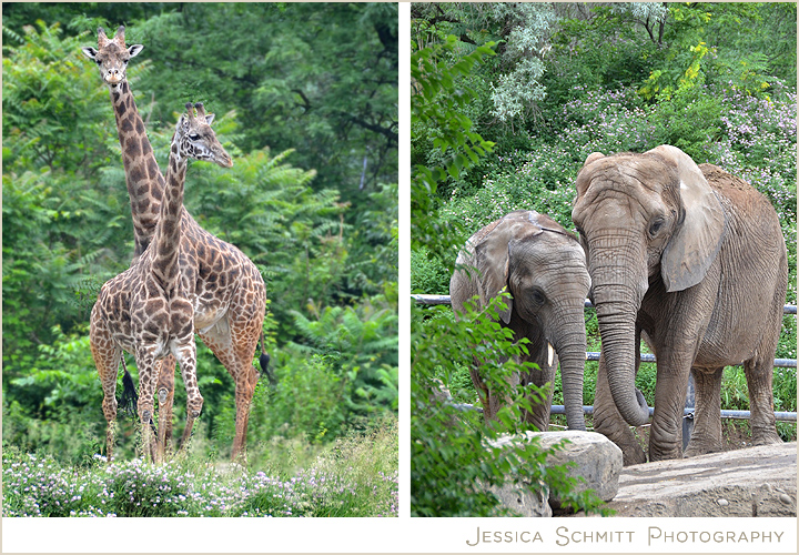 Pittsburgh Zoo elephants and giraffes