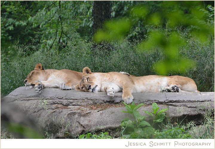 Pittsburgh Zoo lions
