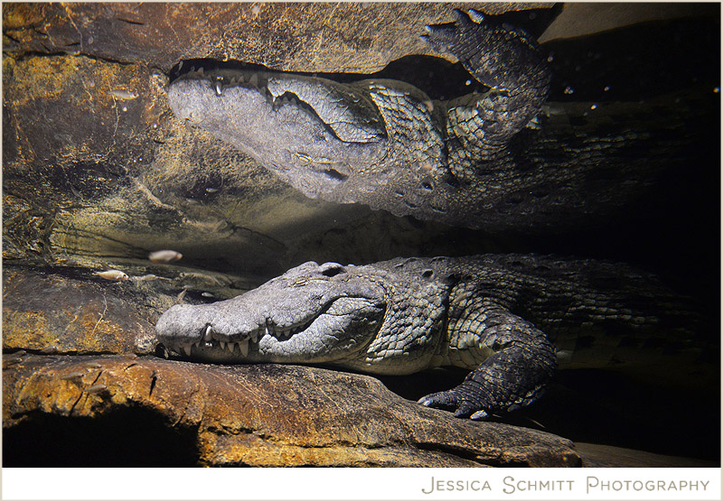 bronx zoo crocodile  2014
