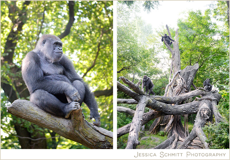 bronx zoo gorilla 2014
