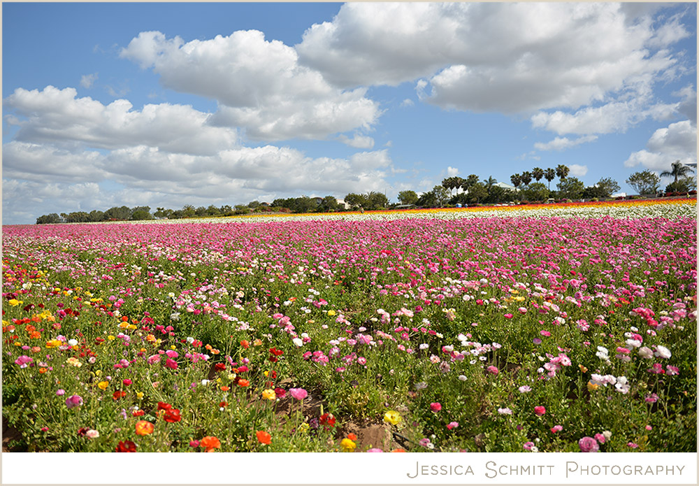 Carlsbad Flower Fields California