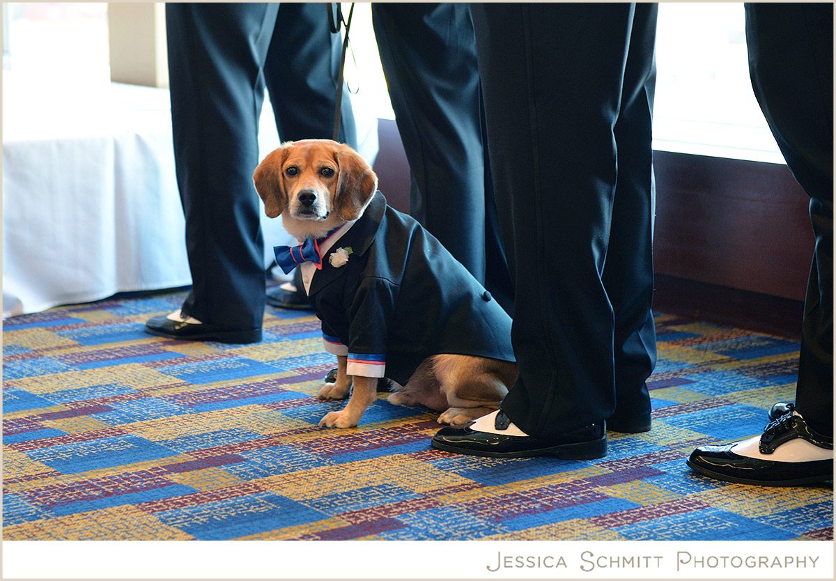 wedding dog tuxedo