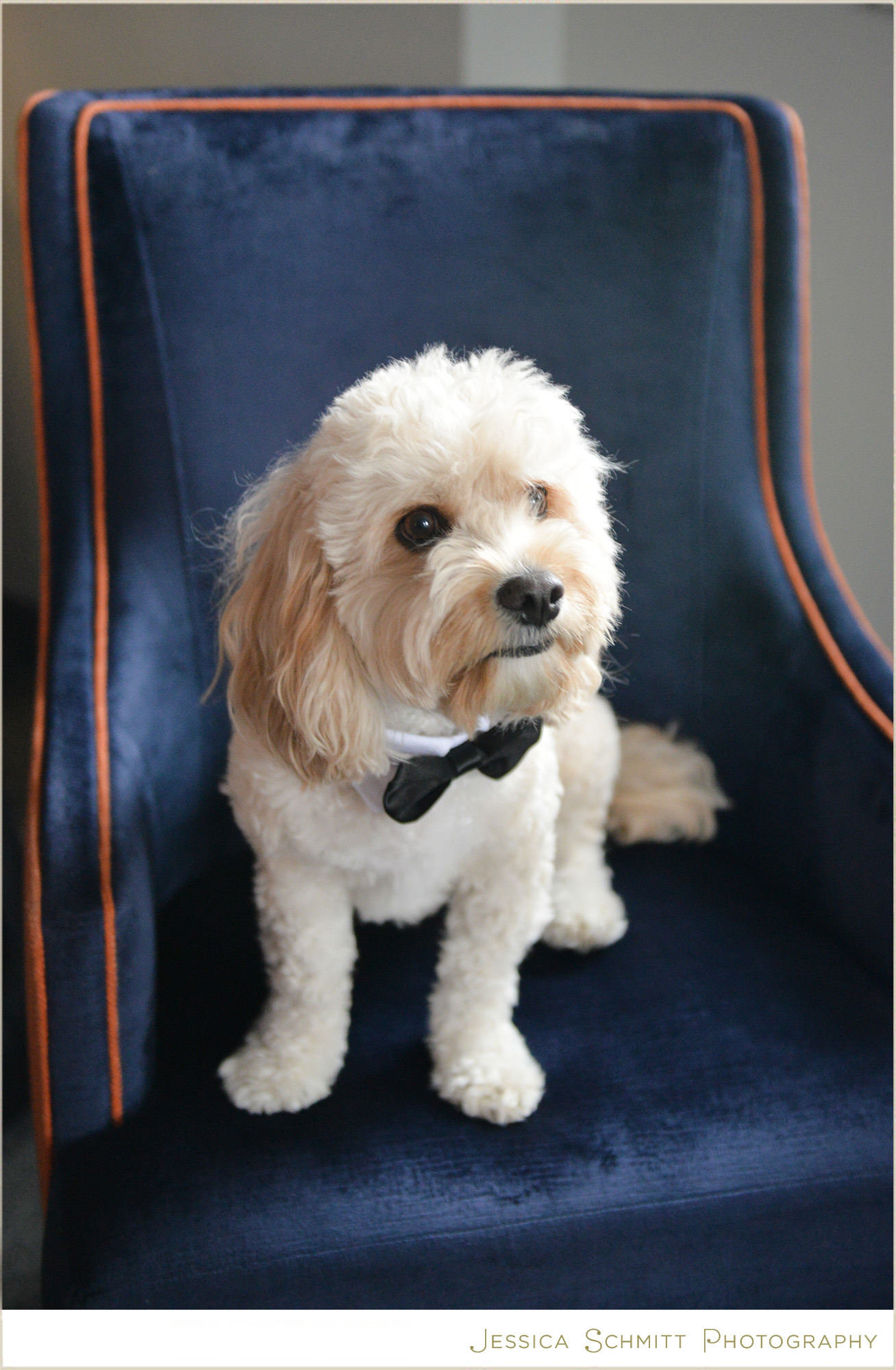 wedding dog bowtie