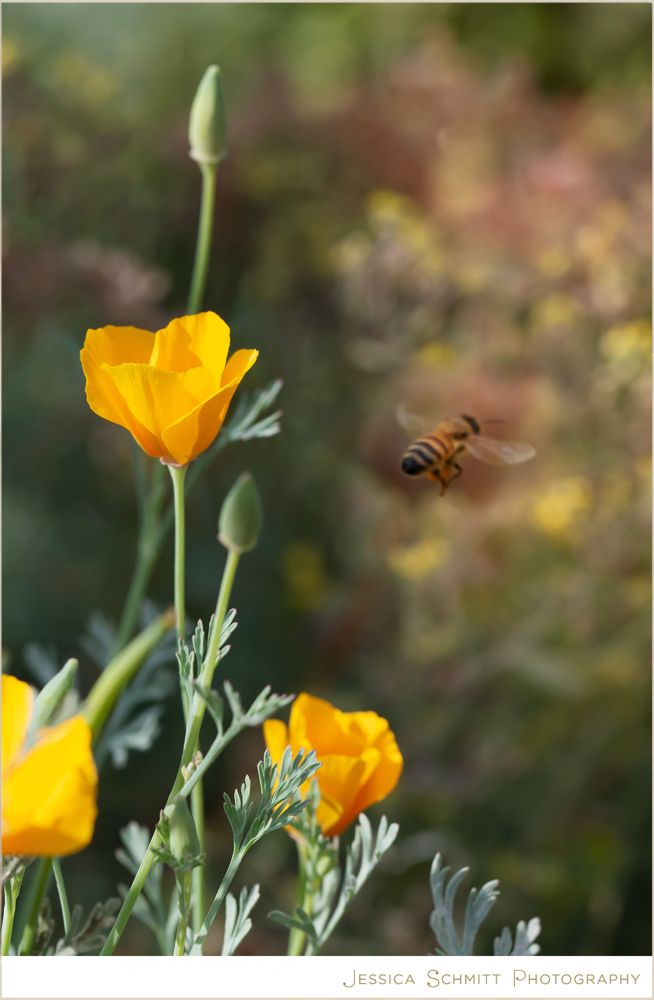 denver botanic garden